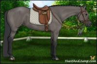 Horse Color:Grullo 