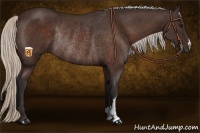 Horse Color:Silver Brown Rabicano 