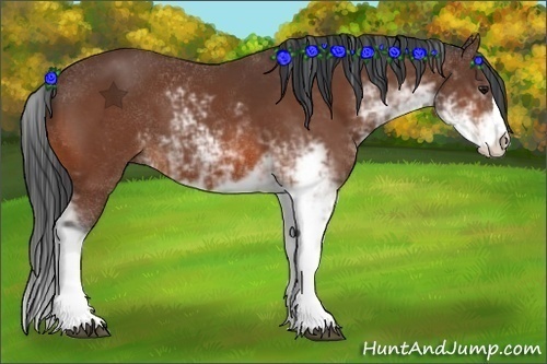 Horse Color:Bay Sabino