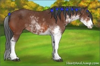 Horse Color:Bay Sabino 