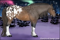 Horse Color:Brown Appaloosa