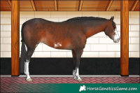 Horse Color:Brown Sabino 