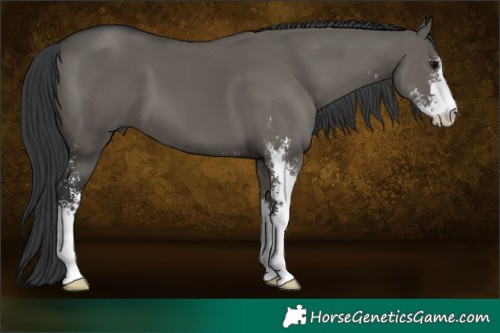 Horse Color:Grullo Sabino 