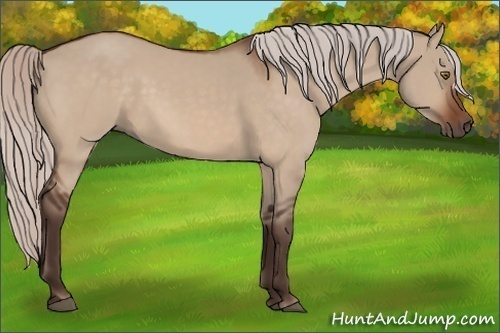 Horse Color:Silver Brown Dun 