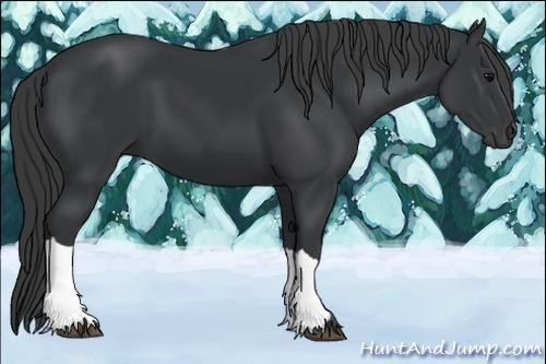 Horse Color:Black 