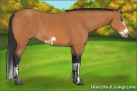 Horse Color:Bay Splash Frame  and Bay Splash Frame 