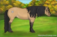 Horse Color:Bay Dun