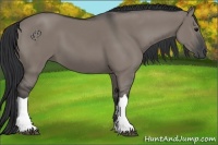 Horse Color:Grullo