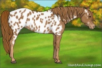 Horse Color:Chestnut Near Leopard 