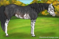 Horse Color:Brown Rabicano and Brown Splash Rabicano