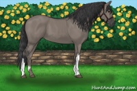 Horse Color:Grullo 