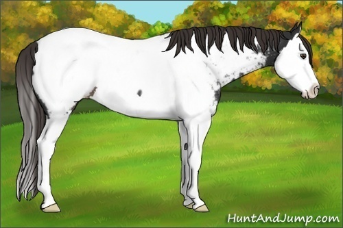 Horse Color:Liver Chestnut Splash Appaloosa Rabicano