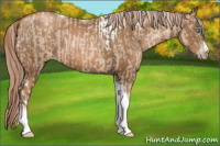 Horse Color:Chocolate Palomino Pearl Tobiano Frame and Gray Chocolate Palomino Pearl Tobiano Frame