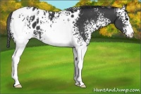Horse Color:White Spotted Black Blanket