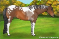 Horse Color:Bay Tobiano 