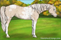 Horse Color:Chocolate Palomino Pearl Tobiano Frame  and Cremello Tobiano Frame 