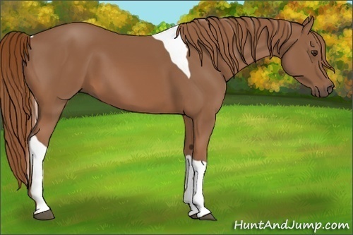 Horse Color:Chestnut Tobiano 