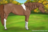 Horse Color:Chestnut Tobiano