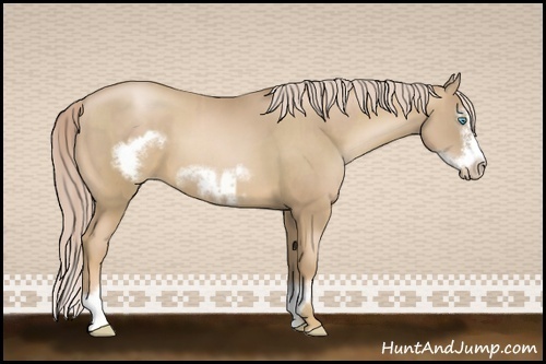 Horse Color:Chocolate Palomino Pearl Sabino Frame  and Chocolate Palomino Pearl Sabino Splash Frame 