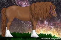 Horse Color:Chestnut Sabino 