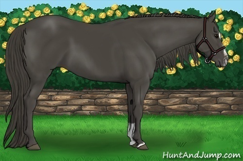 Horse Color:Smoky Black Sabino 
