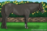 Horse Color:Smoky Black Sabino 