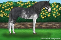 Horse Color:Black Sabino 