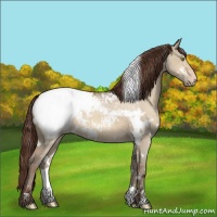 Horse Color:White Spotted Amber Champagne Dun Near Fewspot