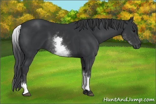 Horse Color:White Spotted Black