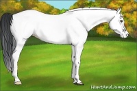 Horse Color:White Spotted Black
