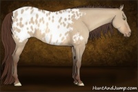Horse Color:Sable Champagne Dun Appaloosa