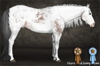 Horse Color:White Spotted Brown Ice Appaloosa 