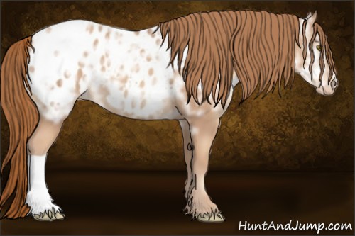 Horse Color:Gold Champagne Ice Appaloosa 