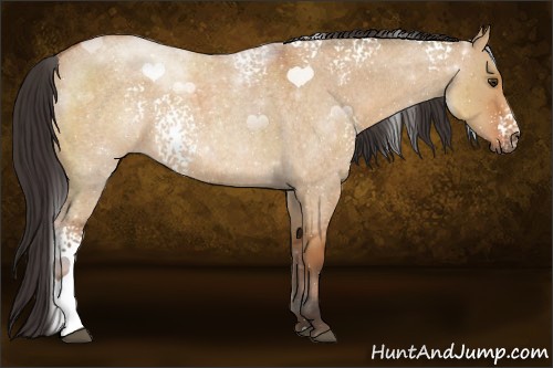 Horse Color:White Spotted Bay Roan Dun 