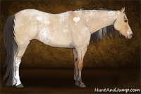 Horse Color:White Spotted Bay Roan Dun 