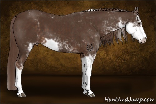 Horse Color:Liver Chestnut Sabino 