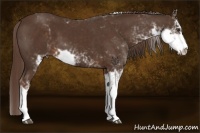 Horse Color:Liver Chestnut Sabino