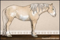 Horse Color:Chocolate Palomino Pearl Sabino Frame Rabicano  and Palomino Pearl Sabino Frame Rabicano 