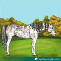 Horse Color:Liver Red Dun Sabino 