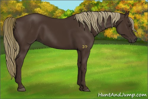Horse Color:Liver Chestnut Sabino