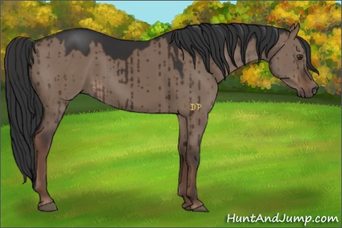 Horse Color:Liver Red Dun Sabino 