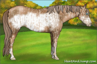 Horse Color:Chocolate Palomino Pearl Sabino Frame  and Gray Chocolate Palomino Pearl Sabino Frame 