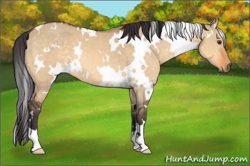Horse Color:White Spotted Buckskin Dun 