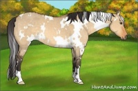 Horse Color:White Spotted Buckskin Dun 