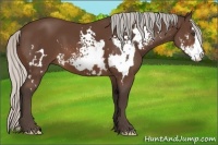Horse Color:White Spotted Silver Brown Sabino Frame 