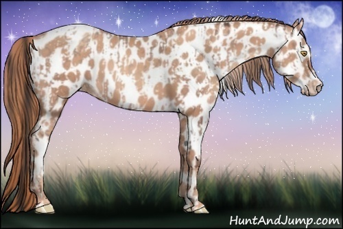 Horse Color:Amber Champagne Sabino Appaloosa  and Gold Champagne Sabino Appaloosa 