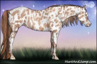 Horse Color:Amber Champagne Sabino Leopard  and Gold Champagne Sabino Leopard 