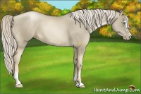 Horse Color:Chocolate Palomino Pearl Sabino