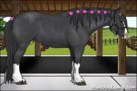 Horse Color:Blue Roan Sabino Splash