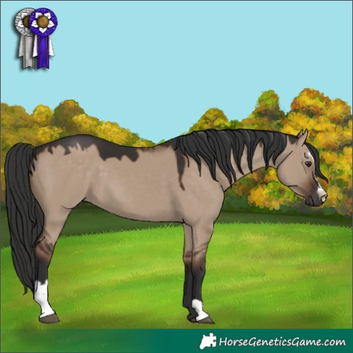 Horse Color:Liver Red Dun Sabino